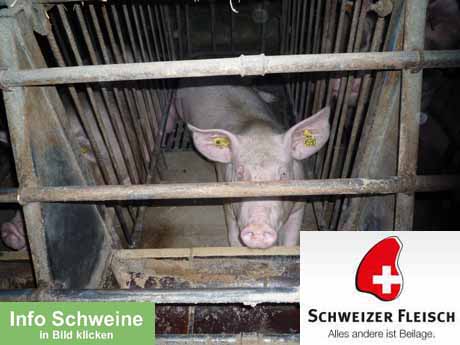 Erlaubte Tierquälerei - vom angeblich strengen Tierschutzgesetz