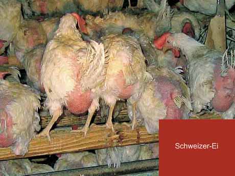 Erlaubte Tierquälerei - vom angeblich strengen Tierschutzgesetz