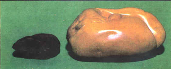 foie-gras-2.JPG (11772 Byte)